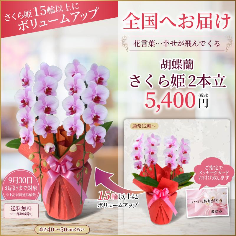 胡蝶蘭 お祝い 2本立(12〜20輪) 5400円(税別)花 開店 開院 開業 移転