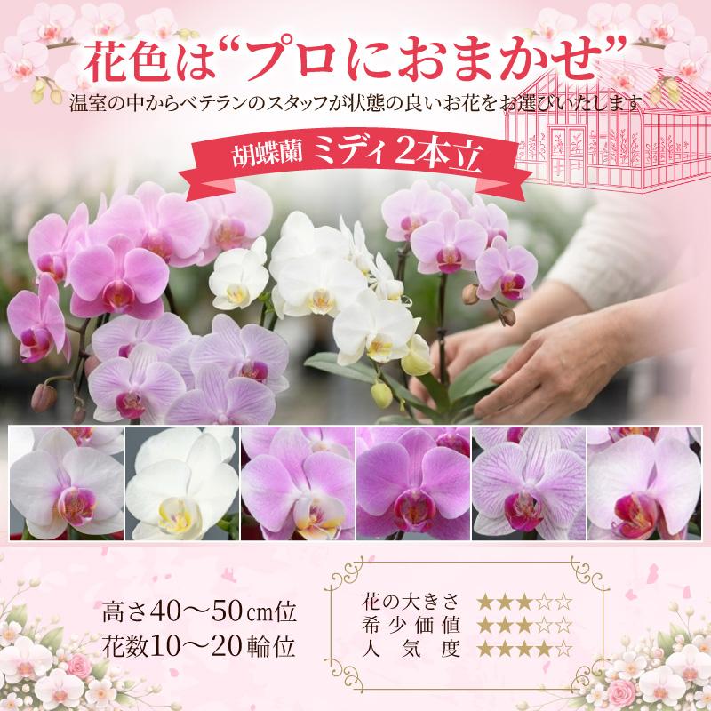 胡蝶蘭 お祝い 2本立(12〜20輪) 5400円(税別)花 開店 開院 開業 移転