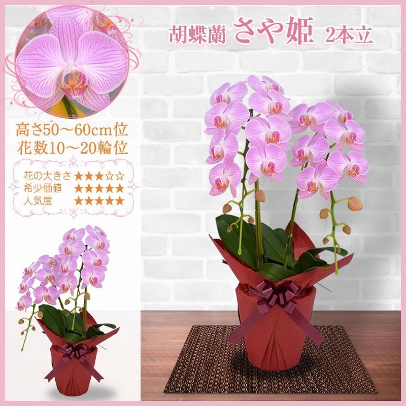 胡蝶蘭 お祝い 1 2本立 10 15輪 5000円 税別 お祝い 胡蝶蘭 開店 花 還暦 開業 移転 就任 お供え 鉢花 受章 お歳暮 クリスマスプレゼント Ko Ya 胡蝶蘭専門 海老名洋蘭園 Yahoo 店 通販 Yahoo ショッピング