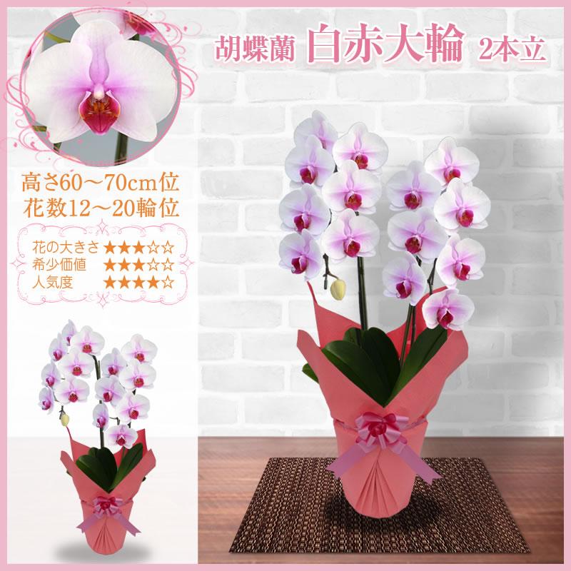 胡蝶蘭 お祝い 2本立(12〜20輪) 6000円(税別)お祝い 花 開店 胡蝶蘭 お祝い 2本立(12〜20輪) 6000円(税別)お祝い 花 開店