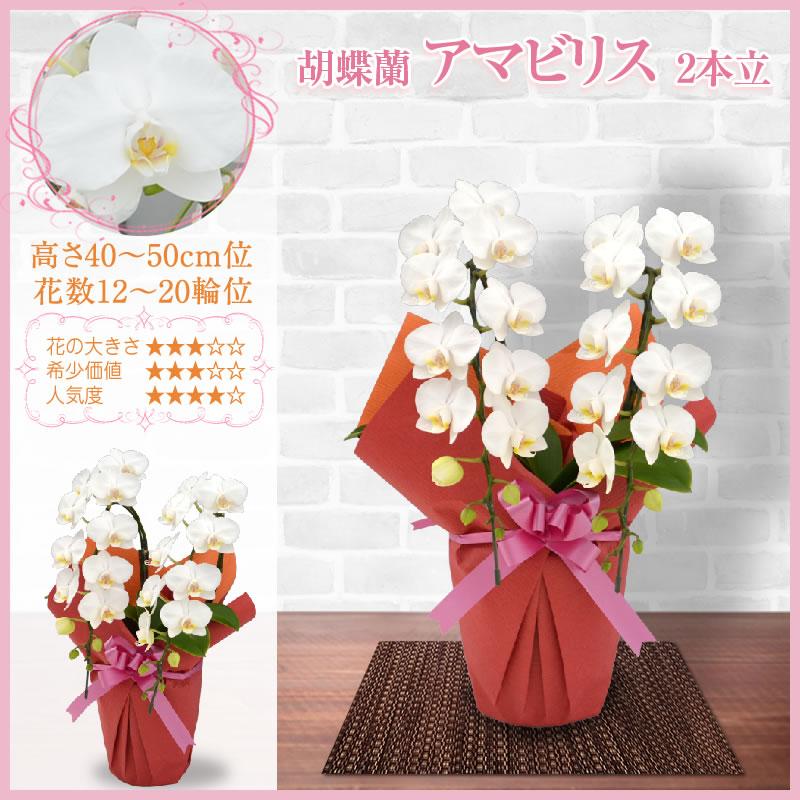 胡蝶蘭 お祝い 2本立(12〜20輪) 5400円(税別)花 開店 開院 開業 移転