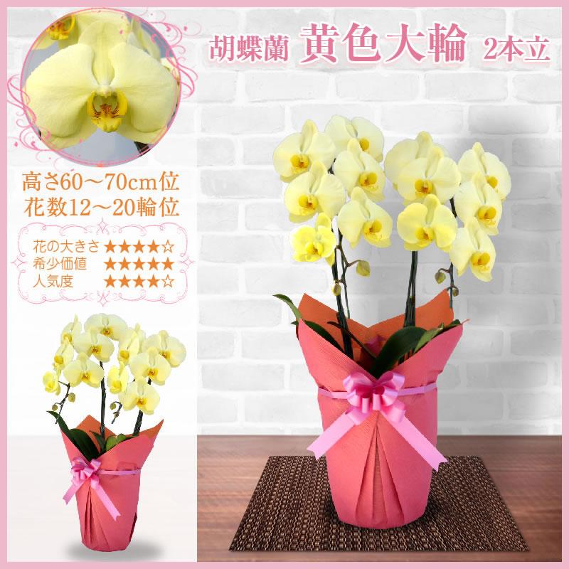 胡蝶蘭 お祝い 2本立(12〜20輪) 5400円(税別)花 開店 開院 開業 移転