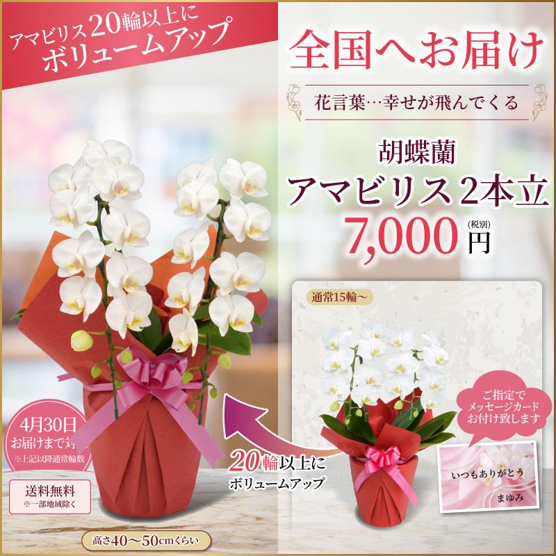 胡蝶蘭 お祝い 大輪 2本立(15〜20輪) 7000円(税別)花 開店 開院 開業