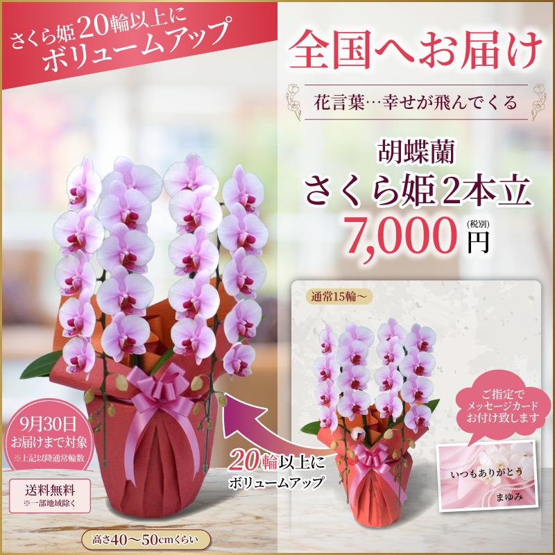 胡蝶蘭 お祝い 大輪 2本立(15〜20輪) 7000円(税別)花 開店 開院 開業