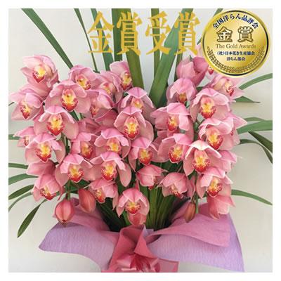 シンビジューム 3本立ち 円 税別 お祝い シンビジウム 開店祝い 冬の洋蘭 花 ギフト お誕生日 退職 還暦 Cym Ya Cmb 胡蝶蘭専門 海老名洋蘭園 Yahoo 店 通販 Yahoo ショッピング