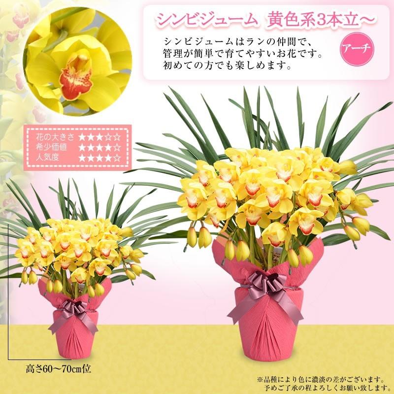 シンビジューム 3本立ち 円 税別 お祝い シンビジウム 開店祝い 冬の洋蘭 花 ギフト お誕生日 退職 還暦 Cym Ya Cmb 胡蝶蘭専門 海老名洋蘭園 Yahoo 店 通販 Yahoo ショッピング