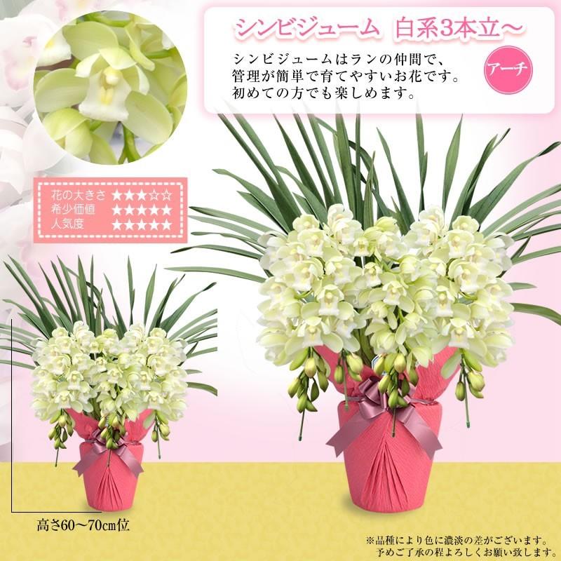 シンビジューム 3本立ち 円 税別 お祝い シンビジウム 開店祝い 冬の洋蘭 花 ギフト お誕生日 退職 還暦 Cym Ya Cmb 胡蝶蘭専門 海老名洋蘭園 Yahoo 店 通販 Yahoo ショッピング