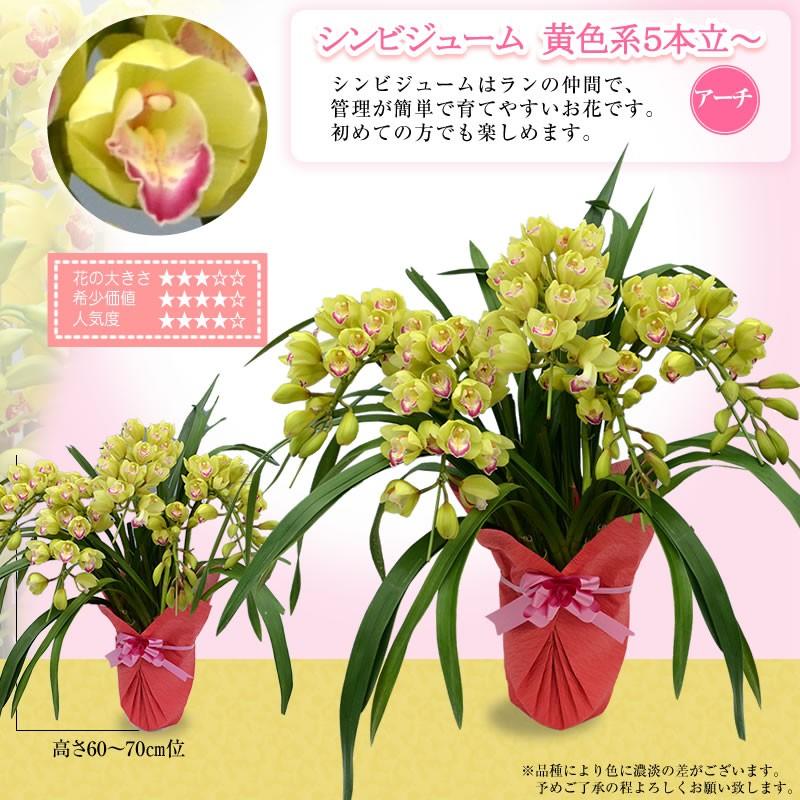 シンビジューム 5本立ち 000円 税別 お祝い シンビジウム 開店祝い 冬の洋蘭 花 ギフト お誕生日 退職 還暦 Cym Ya Cmb000 胡蝶蘭専門 海老名洋蘭園 Yahoo 店 通販 Yahoo ショッピング