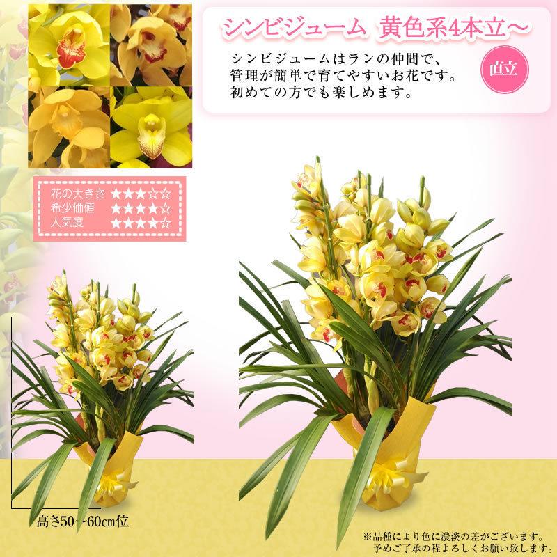 シンビジューム 2本立ち 8000円 税別 お祝い シンビジウム 開店祝い 冬の洋蘭 花 ギフト お誕生日 退職 還暦 Cym Ya Cmb8000 胡蝶蘭専門 海老名洋蘭園 Yahoo 店 通販 Yahoo ショッピング