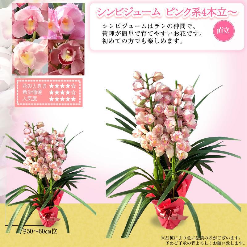 シンビジューム 2本立ち 8000円 税別 お祝い シンビジウム 開店祝い 冬の洋蘭 花 ギフト お誕生日 退職 還暦 Cym Ya Cmb8000 胡蝶蘭専門 海老名洋蘭園 Yahoo 店 通販 Yahoo ショッピング