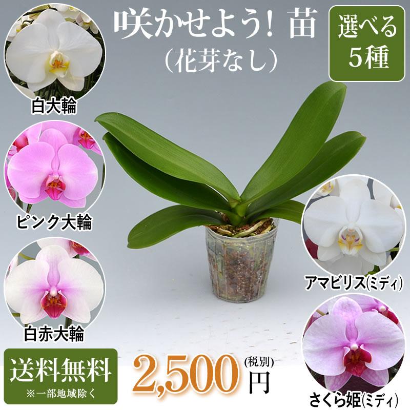 胡蝶蘭大輪花芽無しの苗 2,500円(税別) 大輪(V3) 【胡蝶蘭 開花株 成熟株 洋ランの苗 胡蝶蘭栽培 育て方 上級者向け】【ko】【ya】【2up】｜ebina-youran｜08