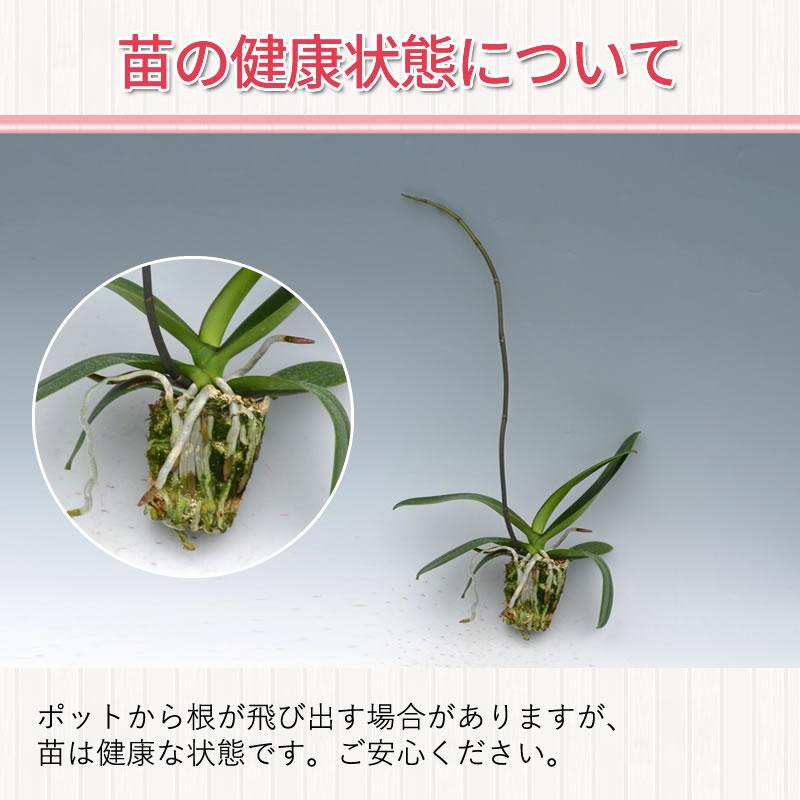 胡蝶蘭大輪花芽無しの苗 3,000円(税別) 大輪(V3) 【胡蝶蘭 開花株 成熟