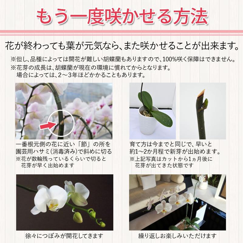胡蝶蘭大輪花芽無しの苗 3,000円(税別) 大輪(V3) 【胡蝶蘭 開花株 成熟