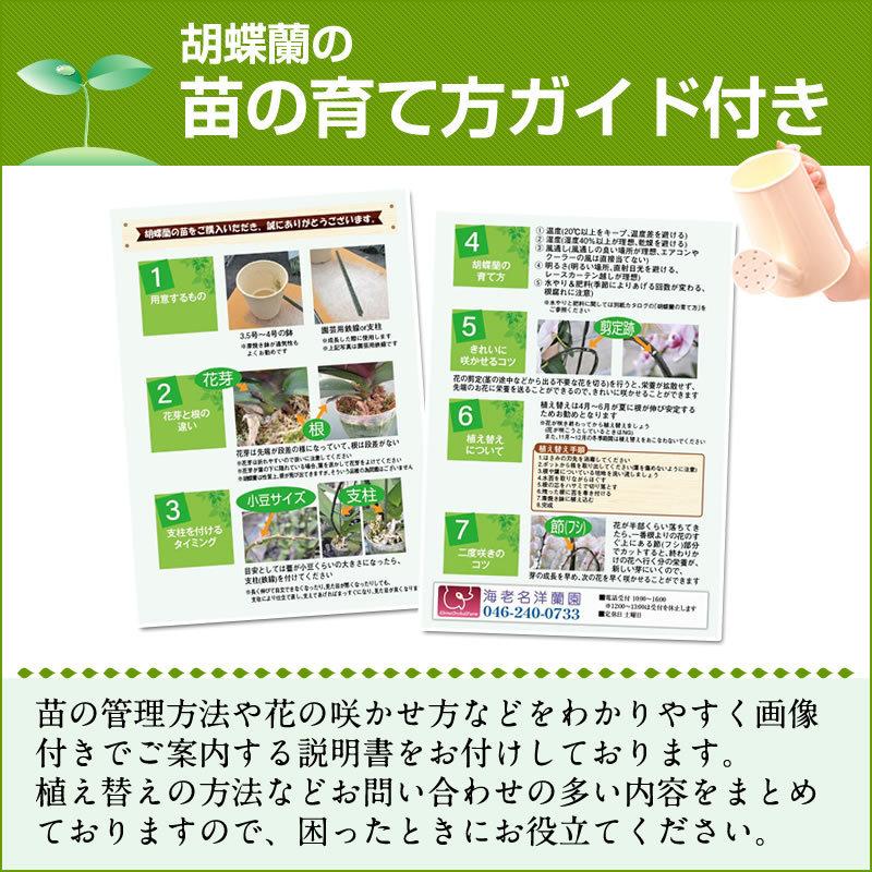 胡蝶蘭大輪1本の苗 2,500円(税別) 大輪(V3)【胡蝶蘭 開花株 成熟株 洋ランの苗 胡蝶蘭栽培 育て方 上級者向け】【ko】【ya】 :se-1500:胡蝶蘭専門 海老名洋蘭園 Yahoo!店 - 通販 - Yahoo!ショッピング 胡蝶蘭大輪1本の苗 2,500円(税別) 大輪(V3)【胡蝶蘭 開花株 成熟株 洋ランの苗 胡蝶蘭栽培 育て方 上級者向け】【ko】【ya】 :se-1500:胡蝶蘭専門 海老名洋蘭園 Yahoo!店 - 通販 - Yahoo!ショッピング