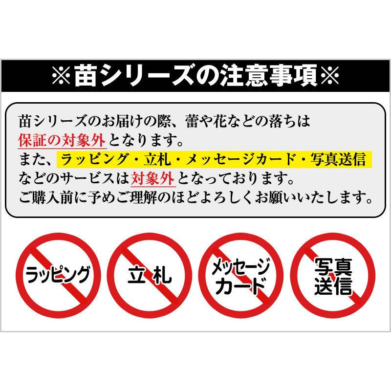 胡蝶蘭大輪1本の苗 2,500円(税別) 大輪(V3)【胡蝶蘭 開花株 成熟株 洋ランの苗 胡蝶蘭栽培 育て方 上級者向け】【ko】【ya】 :se-1500:胡蝶蘭専門 海老名洋蘭園 Yahoo!店 - 通販 - Yahoo!ショッピング 胡蝶蘭大輪1本の苗 2,500円(税別) 大輪(V3)【胡蝶蘭 開花株 成熟株 洋ランの苗 胡蝶蘭栽培 育て方 上級者向け】【ko】【ya】 :se-1500:胡蝶蘭専門 海老名洋蘭園 Yahoo!店 - 通販 - Yahoo!ショッピング