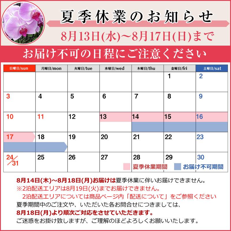胡蝶蘭大輪2本の苗 4,000円(税別) 大輪(V3)【胡蝶蘭 開花株 成熟株 洋