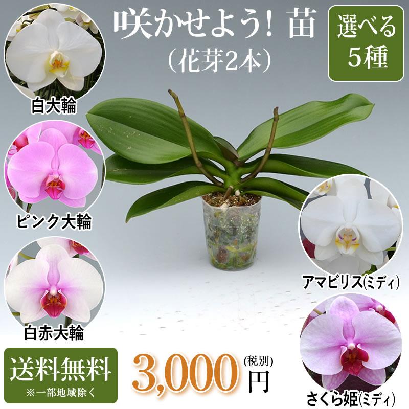 胡蝶蘭大輪2本の苗 3,000円(税別) 大輪(V3)【胡蝶蘭 開花株 成熟株 洋  