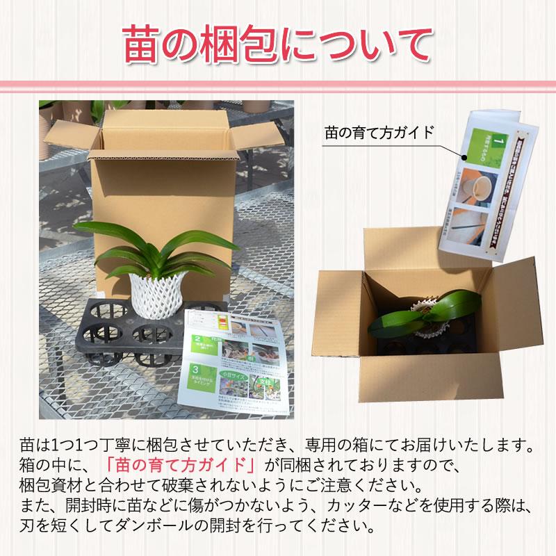 胡蝶蘭大輪2本の苗 4,000円(税別) 大輪(V3)【胡蝶蘭 開花株 成熟株 洋