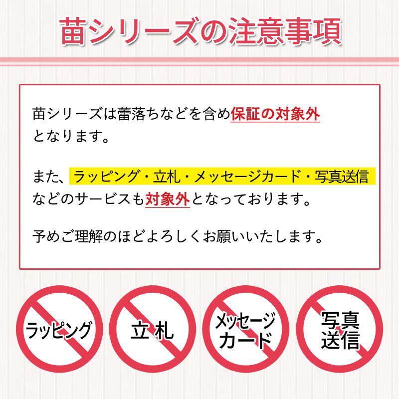 胡蝶蘭大輪2本の苗 4,000円(税別) 大輪(V3)【胡蝶蘭 開花株 成熟株 洋