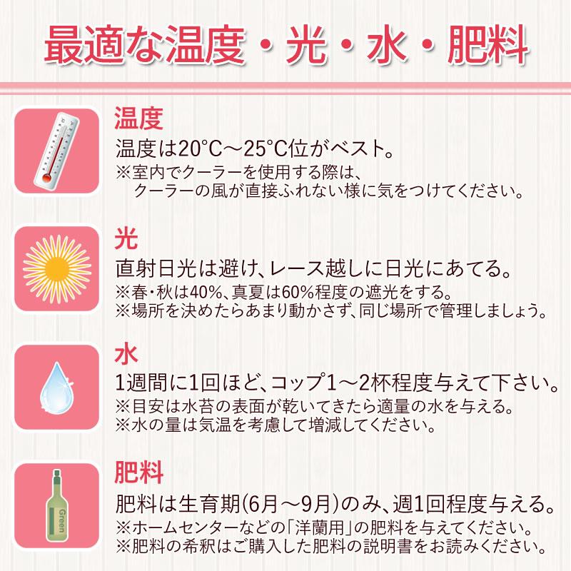 胡蝶蘭大輪2本の苗 4,000円(税別) 大輪(V3)【胡蝶蘭 開花株 成熟株 洋