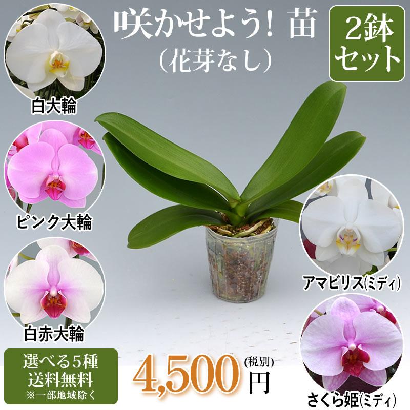 胡蝶蘭大輪花芽無しの苗2鉢セット 4,500円(税別) 大輪(V3)【胡蝶 胡蝶蘭大輪花芽無しの苗2鉢セット 4,500円(税別) 大輪(V3)【胡蝶
