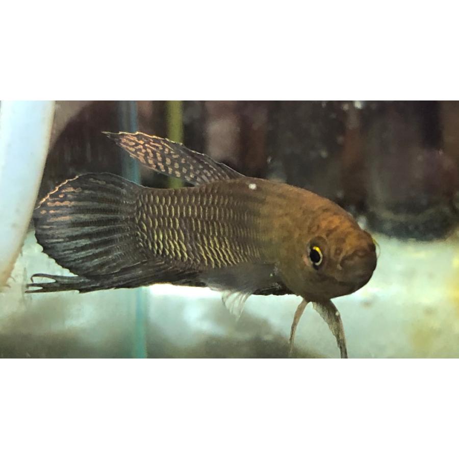 淡水熱帯魚 ベリカ 1ペア ワイルドベタ Bettabellica エビオドリ ヤフー店 通販 Yahoo ショッピング