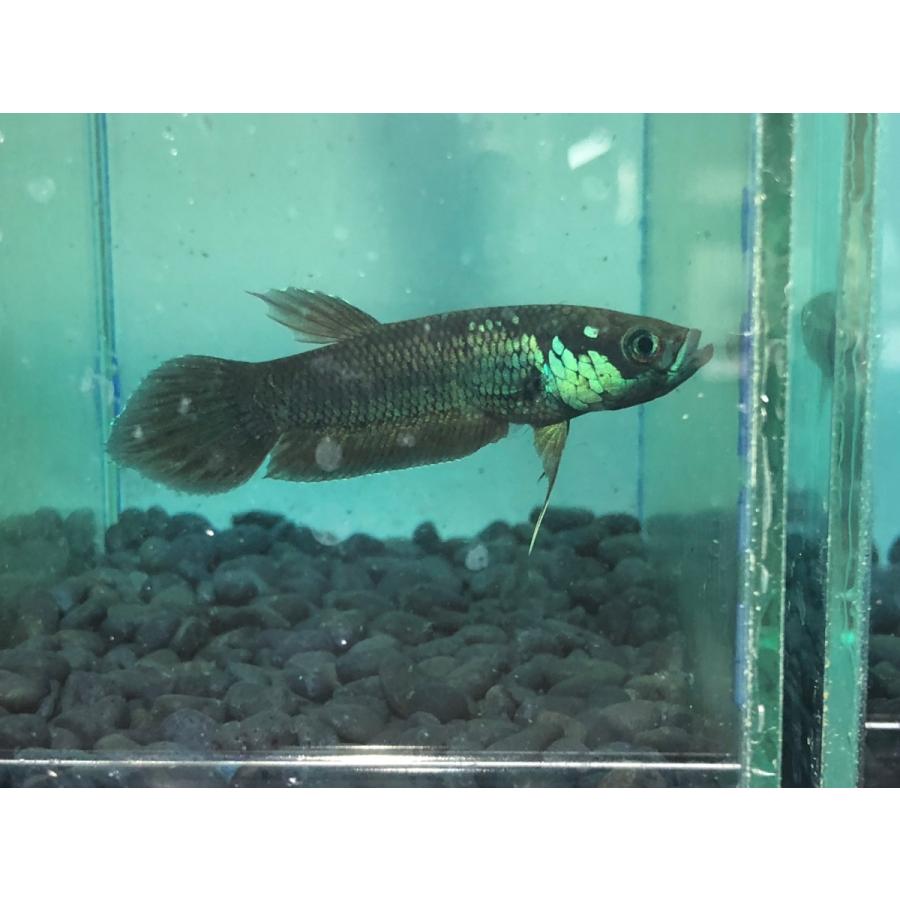 ワイルドベタ ベタ パトティ タナーグロゴト産 Bettapatotibenua エビオドリ ヤフー店 通販 Yahoo ショッピング