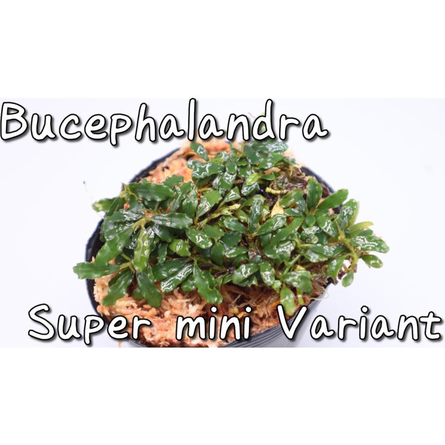 ブセファランドラsp スーパーミニバリアント Bucephalandra Sp Superminivariant Buce0001 エビオドリ ヤフー店 通販 Yahoo ショッピング