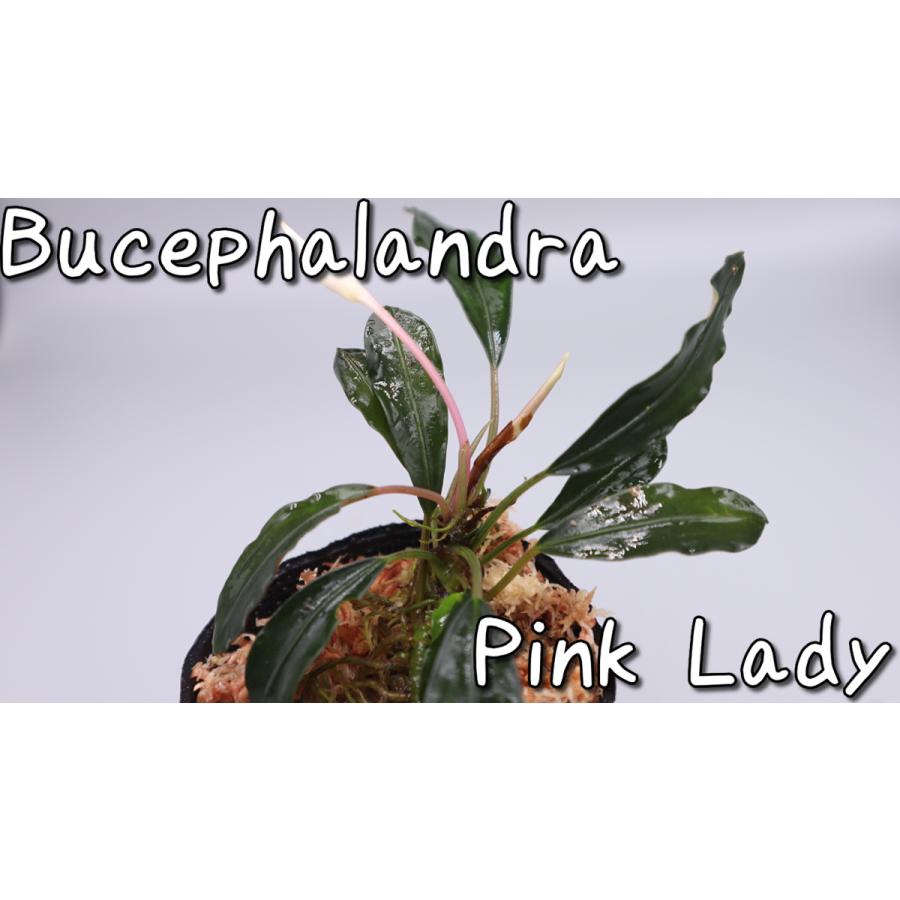 ブセファランドラsp ピンクレディ bucephalandra.sp PinkLady ブセファランドラsp ピンクレディ bucephalandra.sp PinkLady