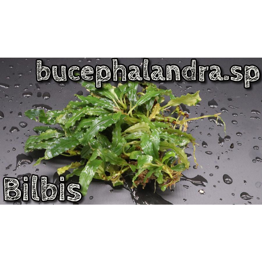 ブセファランドラsp ビルビス ephalandra Sp Bilbis Bucebilbis エビオドリ ヤフー店 通販 Yahoo ショッピング