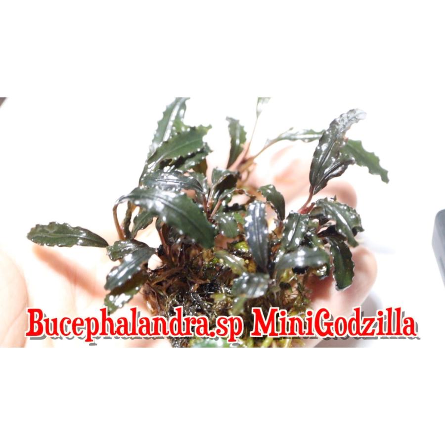 ブセファランドラ