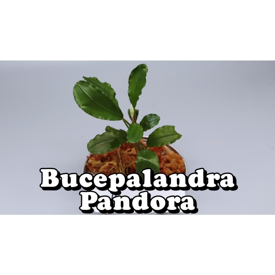 ブセファランドラsp パンドラ Bucephalandra Pandora Bucepandora エビオドリ ヤフー店 通販 Yahoo ショッピング