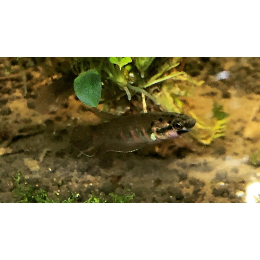 淡水熱帯魚 ルブラ 1ペア ワイルドベタ Wildbettarubra エビオドリ ヤフー店 通販 Yahoo ショッピング