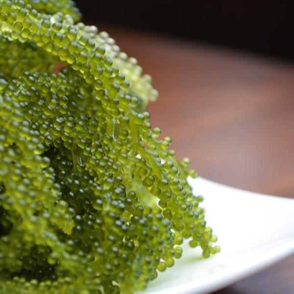 初回限定 オールインワンゲル 保水 保湿 植物幹細胞 美シーサー ハーベストゲル 34%OFF |  | 06