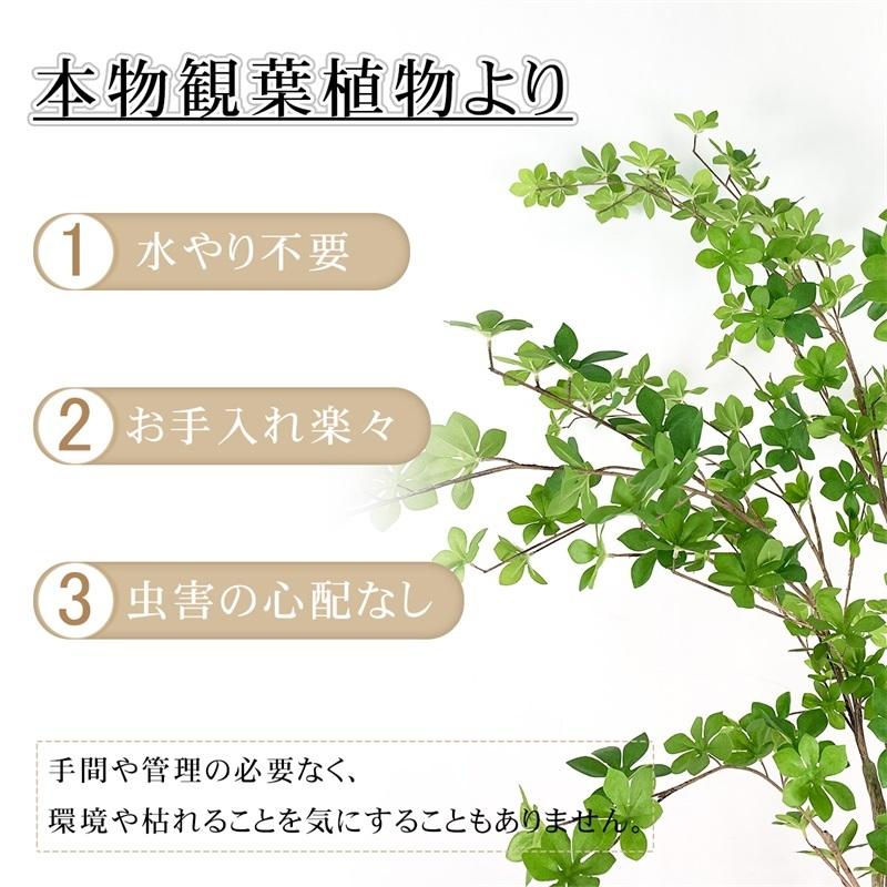 Raku フェイクグリーン ドウダンツツジ 人工観葉植物 人工観葉樹 今だけ限定15 Offクーポン発行中 造花 鉢付 お手入れ簡単 水やり不要 開店祝い 155cm 虫害の心配なし オフィス