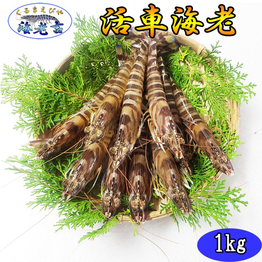 【一級品厳選】活き 車海老 1kg (33-45尾) 熊本県産 生きたまま 水揚げ当日発送！ 鮮度抜群の車エビ | 