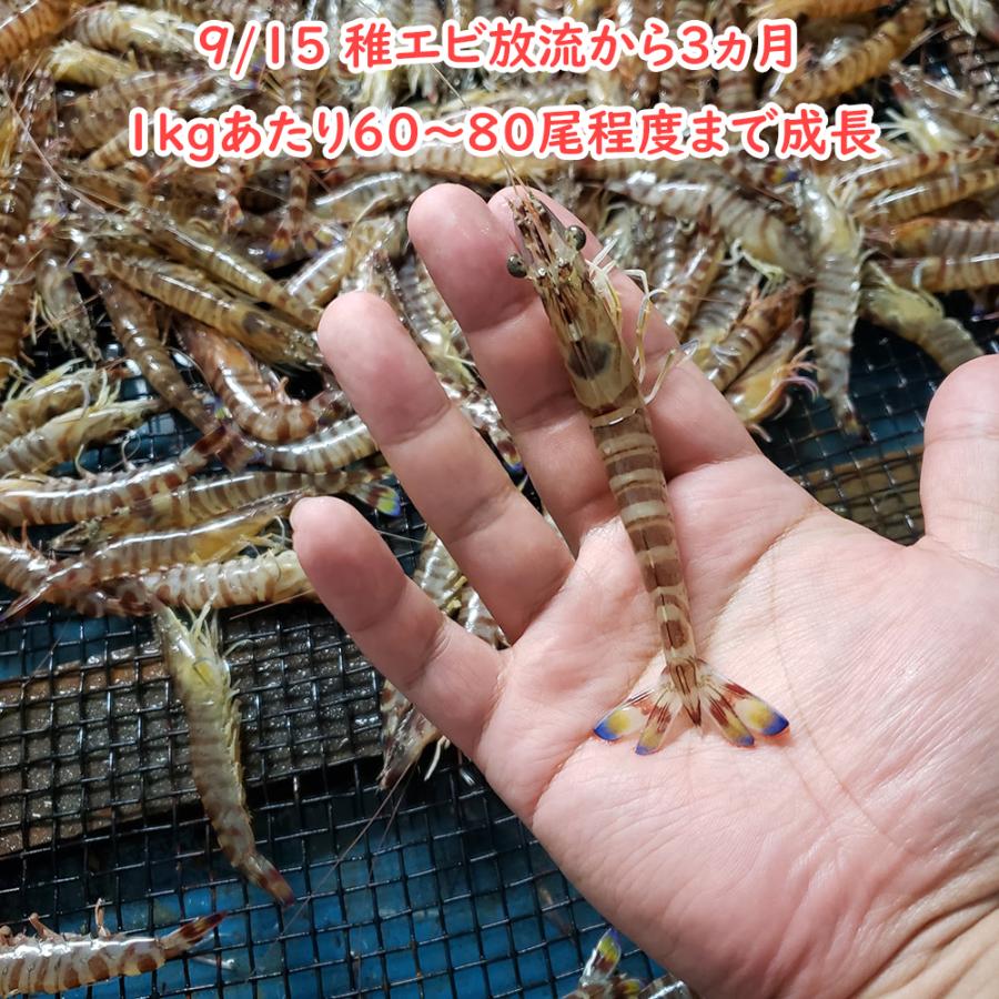 【一級品厳選】活き 車海老 1kg (33-45尾) 熊本県産 生きたまま 水揚げ当日発送！ 鮮度抜群の車エビ |  | 12
