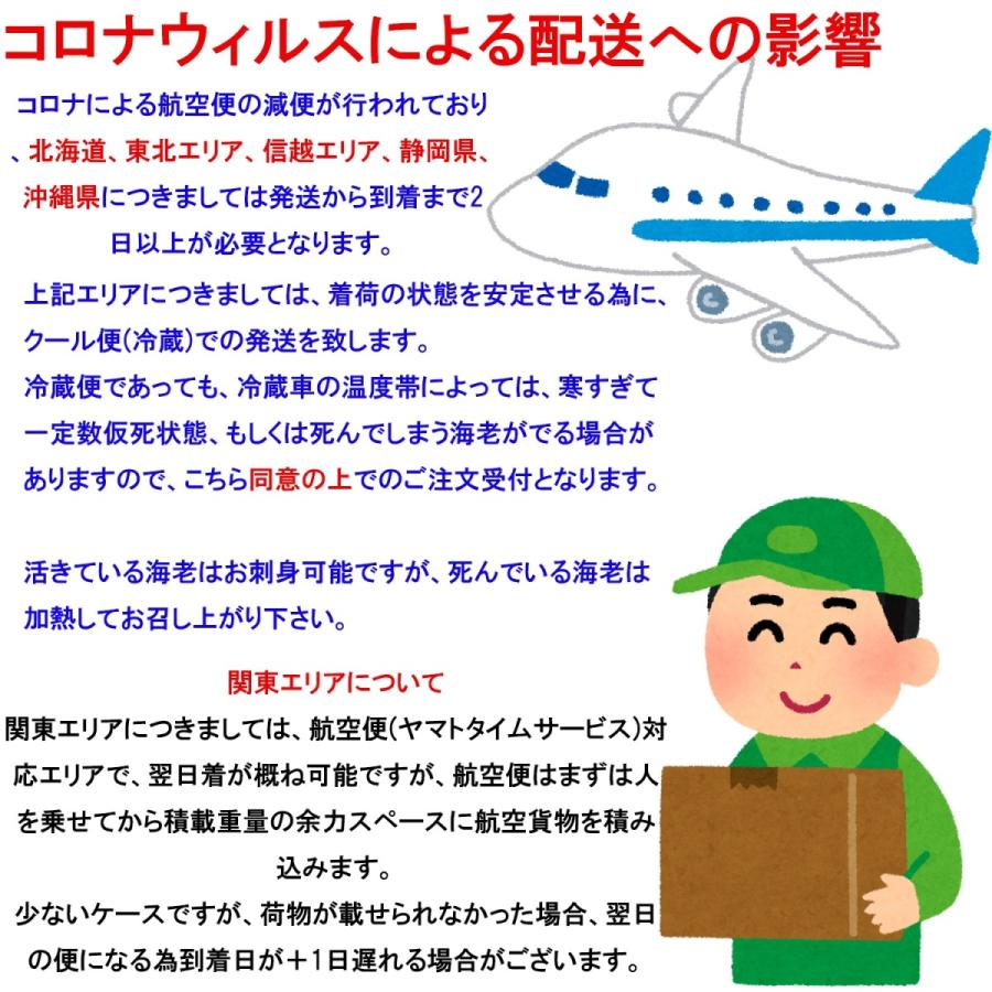 【一級品厳選】活き 車海老 300g (10-14尾) 熊本県産 生きたまま 水揚げ当日発送！ 鮮度抜群の車エビ |  | 02
