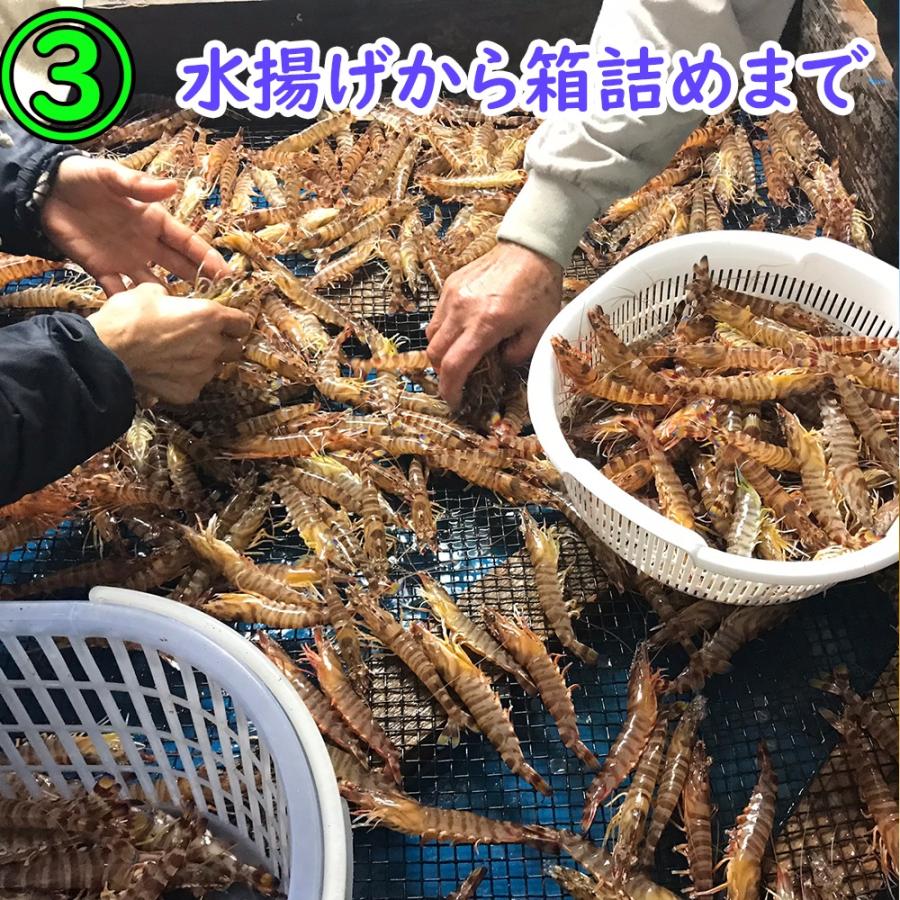 【一級品厳選】活き 車海老 300g (10-14尾) 熊本県産 生きたまま 水揚げ当日発送！ 鮮度抜群の車エビ |  | 05
