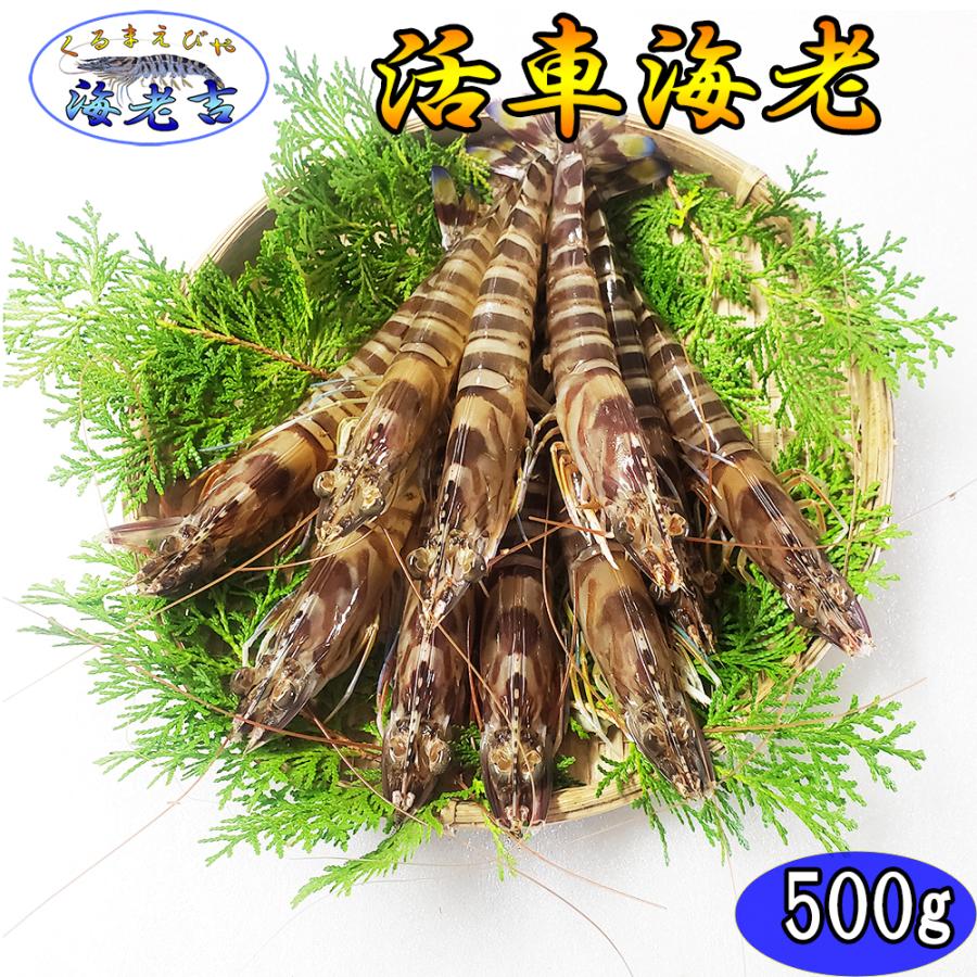 【一級品厳選】活き 車海老 500g (16-22尾) 熊本県産 生きたまま 水揚げ当日発送！ 鮮度抜群の車エビ | 