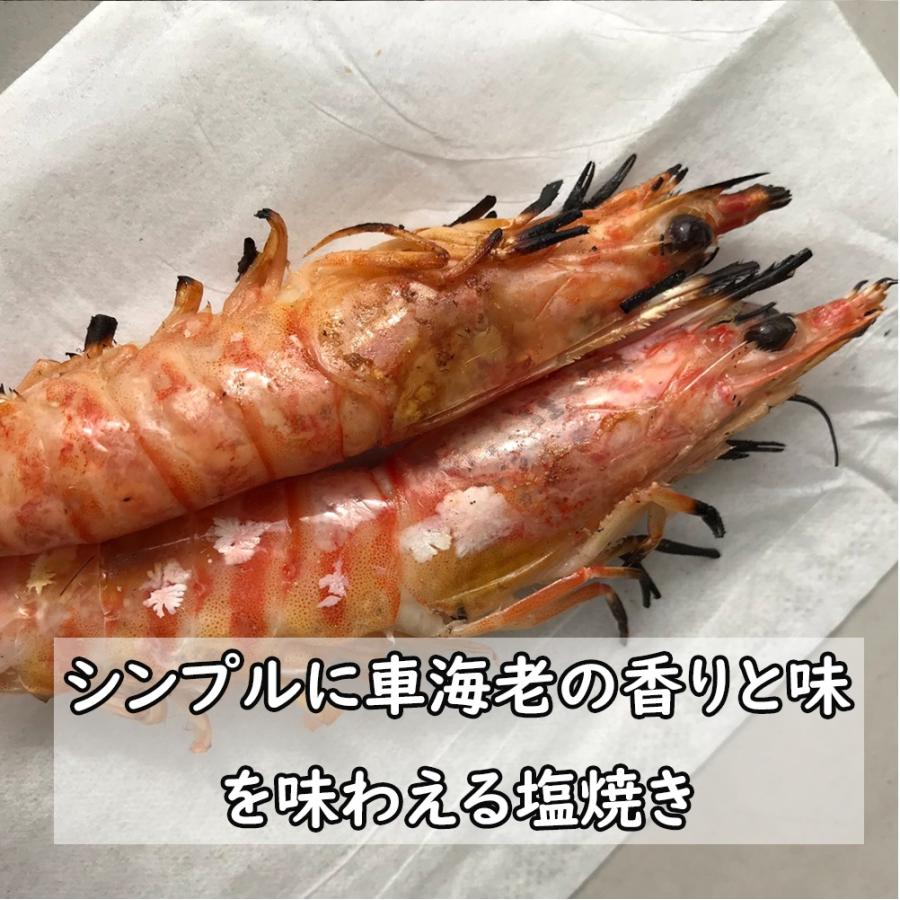 【一級品厳選】活き 車海老 500g (16-22尾) 熊本県産 生きたまま 水揚げ当日発送！ 鮮度抜群の車エビ |  | 09