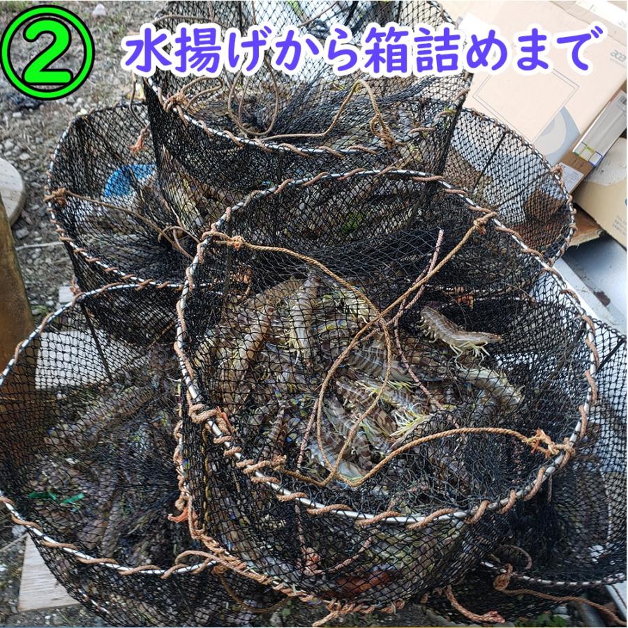 【一級品厳選】活き 車海老 500g (16-22尾) 熊本県産 生きたまま 水揚げ当日発送！ 鮮度抜群の車エビ |  | 04