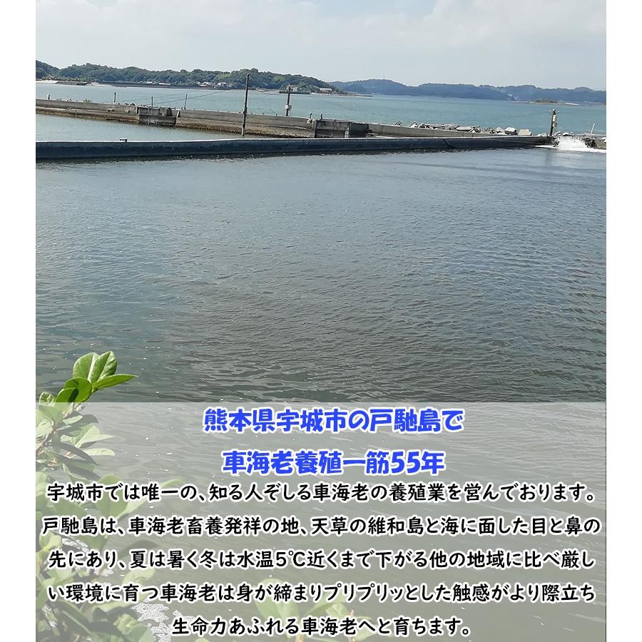 【一級品厳選】活き 車海老750g (25-34尾) 熊本県産 生きたまま 水揚げ当日発送！ 鮮度抜群の車エビ |  | 01