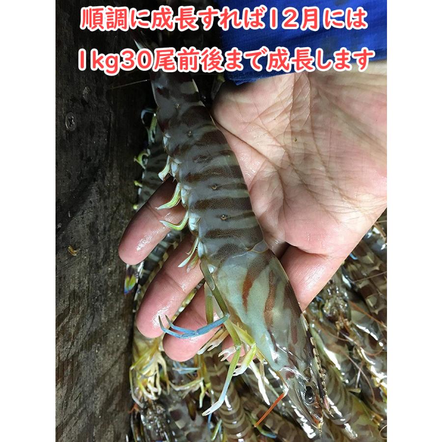 【一級品厳選】活き 車海老750g (25-34尾) 熊本県産 生きたまま 水揚げ当日発送！ 鮮度抜群の車エビ |  | 13