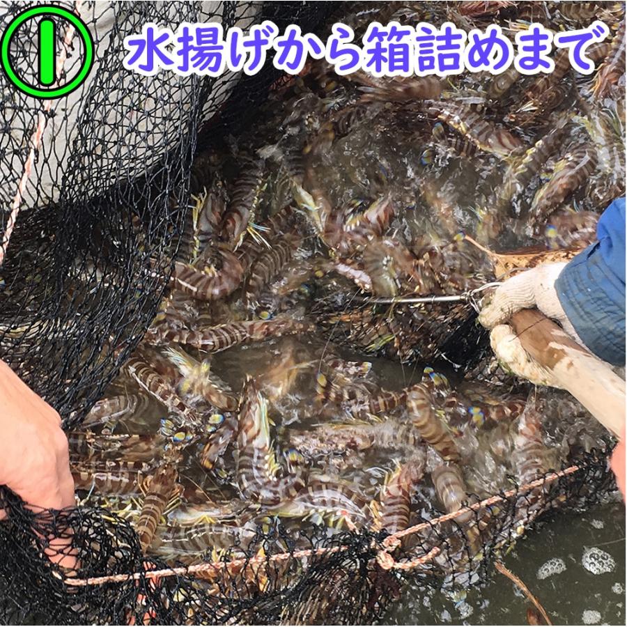 【一級品厳選】活き 車海老750g (25-34尾) 熊本県産 生きたまま 水揚げ当日発送！ 鮮度抜群の車エビ |  | 03