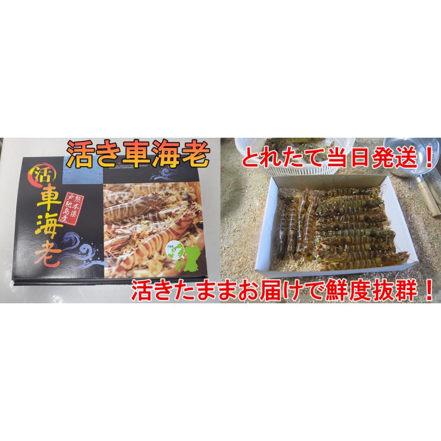 大サイズ厳選 活き 車海老 1kg 大 22-33尾 熊本県産 生きたまま 水揚げ当日発送！ 鮮度抜群の車エビ |  | 15