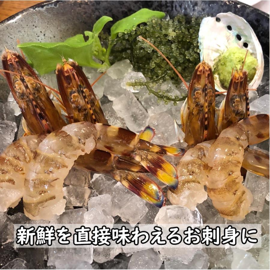 大サイズ厳選 活き 車海老 350g 大 8-13尾 熊本県産 生きたまま 水揚げ当日発送！ 鮮度抜群の車エビ |  | 07