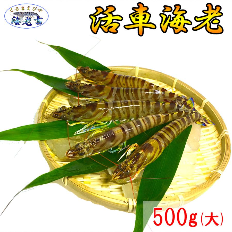 大サイズ厳選 活き 車海老 500g 大 11-18尾 熊本県産 生きたまま 水揚げ当日発送！ 鮮度抜群の車エビ | 