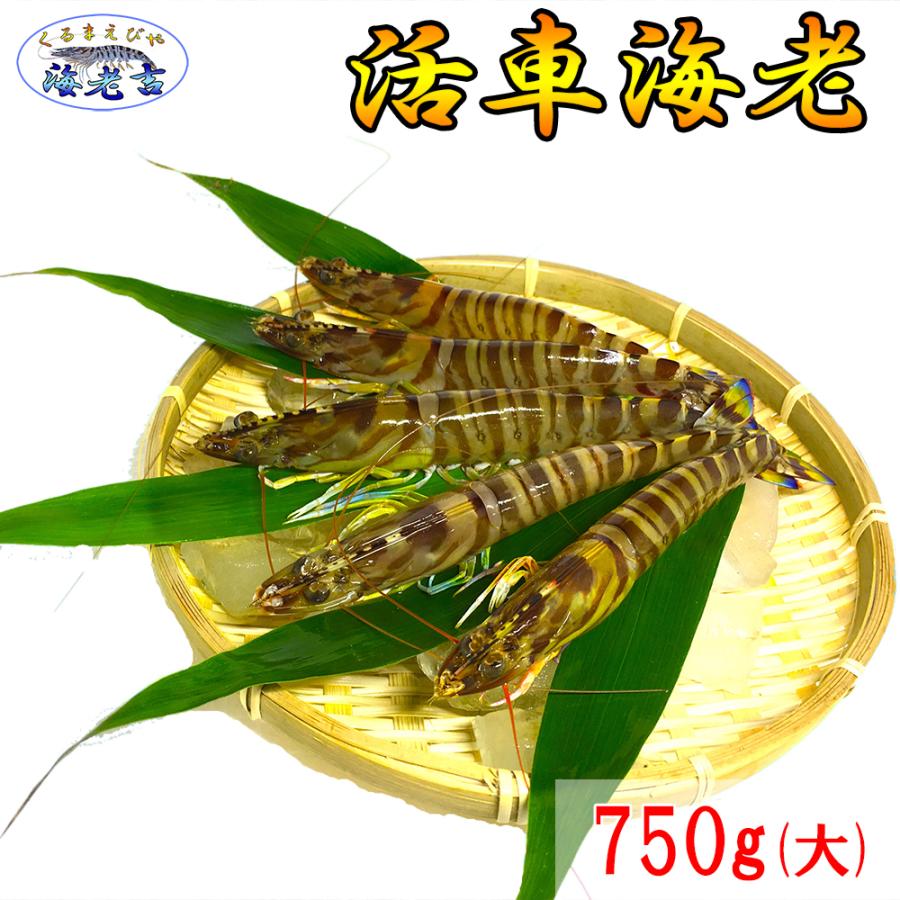 大サイズ厳選 活き 車海老 750g 大 16-25尾 熊本県産 生きたまま 水揚げ当日発送！ 鮮度抜群の車エビ | 