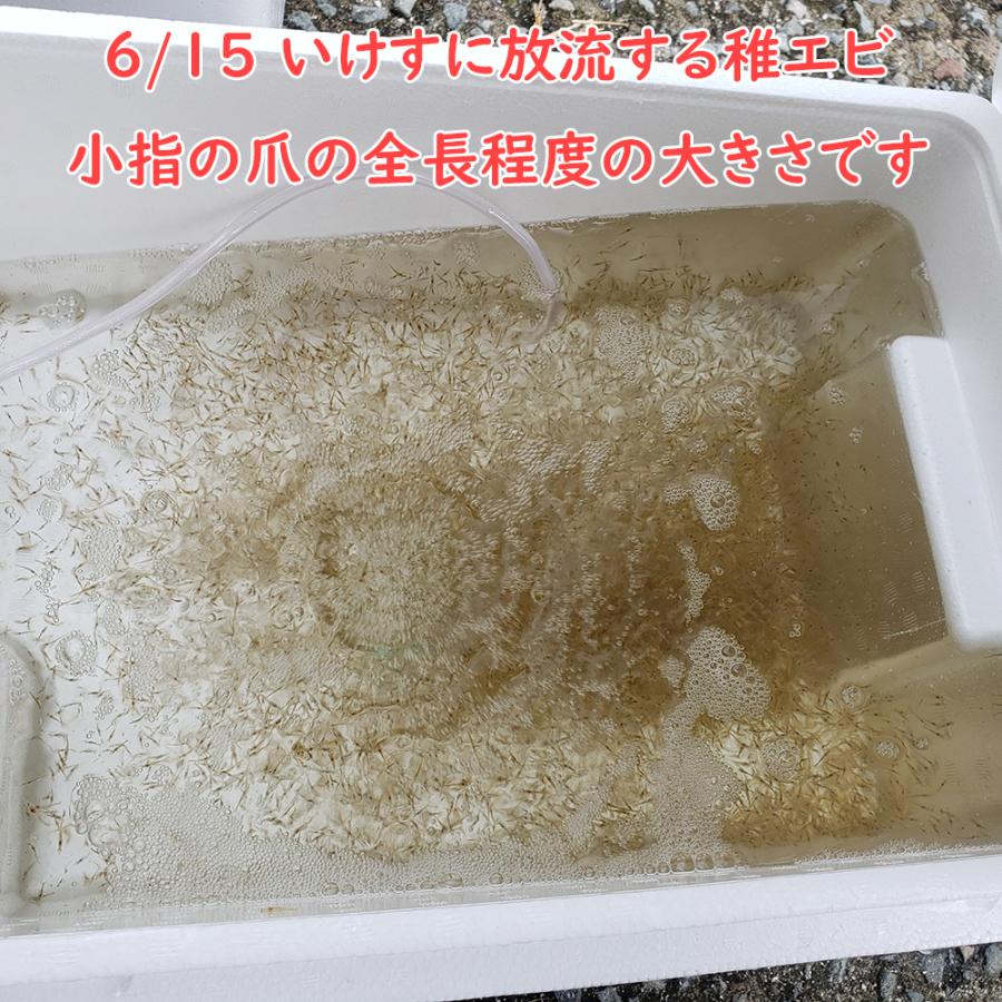 大サイズ厳選 活き 車海老 750g 大 16-25尾 熊本県産 生きたまま 水揚げ当日発送！ 鮮度抜群の車エビ |  | 10